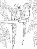 Macaw Parrots Coloring Two Printable Pages Description Kids sketch template
