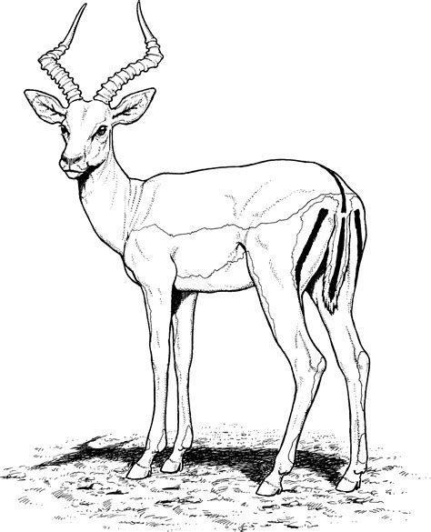 gazelle drawing  getdrawings