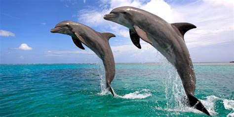 top  plekken om dolfijnen te spotten travelclownnl