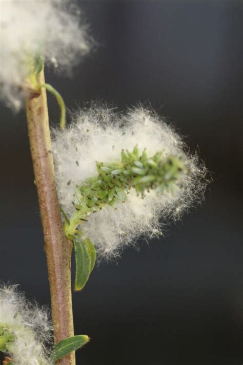the surprising structure of a shrub willow sex chromosome