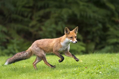 russian red fox   pet