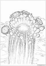 Cactus Saguaro Coloring Blossom Pages Blossoms Color Idaho Printable Drawing Arizona Flower Getcolorings State Categories sketch template
