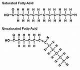 Fatty Acids Fats Saturated Unsaturated Polyunsaturated Glycerol Molecule Phospholipids sketch template