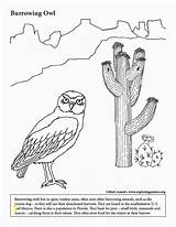 Coloring Owl Burrowing Pages Color Animals Desert Rock Exploringnature Southwest Metamorphic Drawing Learn Divyajanani Paintingvalley sketch template