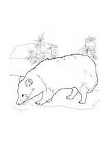 Raccoon Dog Japanese Coloring Pages Tanuki Drawing Supercoloring Categories sketch template