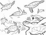Turtle Coloring Sea Pages Drawing Printable Baby Cute Kids Outline Ocean Easy Turtles Finding Swimming Nemo Color Plants Realistic Adult sketch template