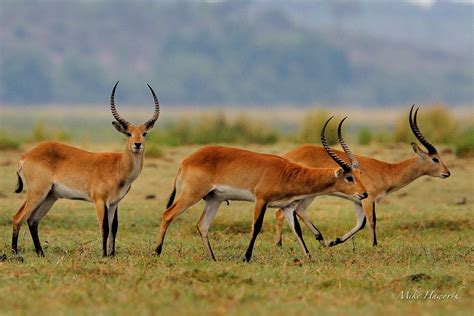 lechwe howies wildlife images