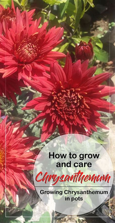 grow chrysanthemums  pots   chrysanthemum care