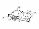 Requin Requins Coloriages sketch template