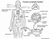 Lymphatic Sistema Nervous Linfatico Linfático Central Immune Endocrine Vicoms Valentine sketch template