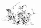 Lioness Cubs Her Sketch Cub Coloring Pages Template sketch template
