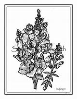 Joyful Blossoms Snapdragon sketch template