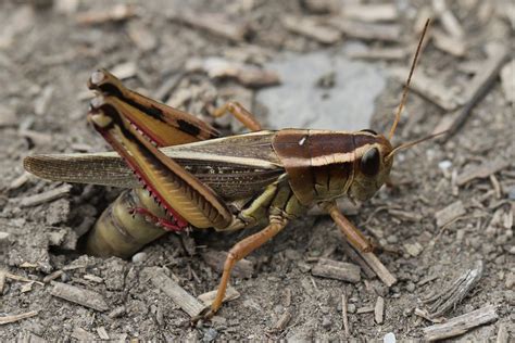 thoughts   grasshopper laying eggs