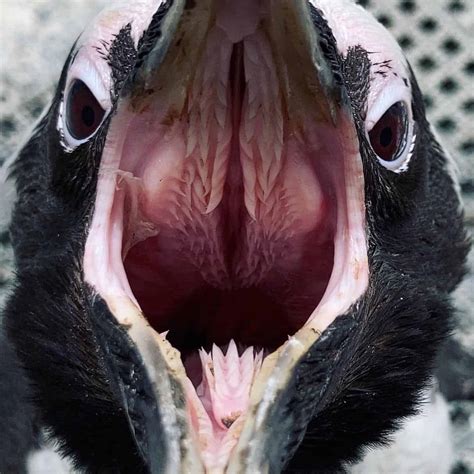 whats  penguins mouth