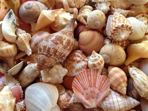 types  seashells