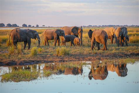 Botswana Chobe National Park The Largest Game
