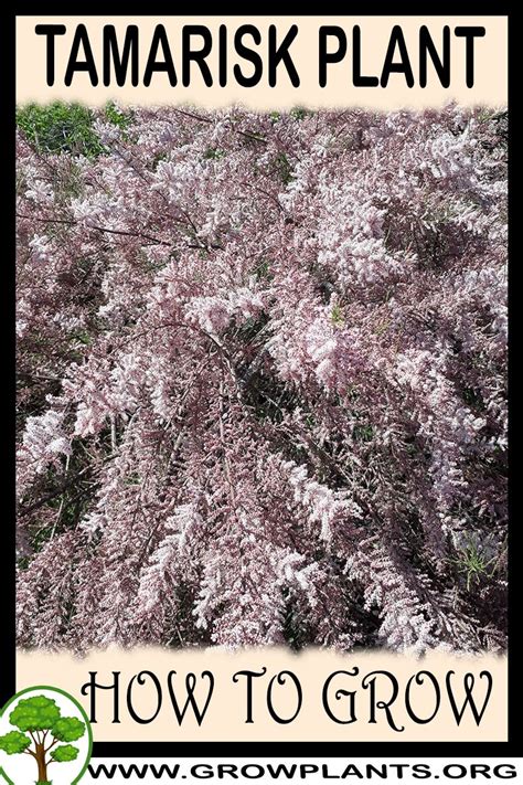 tamarisk how to grow and care