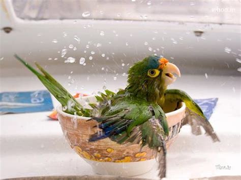 parrot swimming   cup hd image  fun