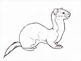 Weasel Ferret Coloring Footed Deviantart Solitary Pages Drawings Printable Drawing Color Animal Print Getcolorings Tattoo Getdrawings sketch template