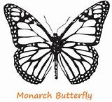 Butterfly Monarch Coloring Pages Butterflies sketch template
