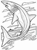Requin sketch template