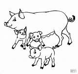 Pigs Coloring Pig Baby Mother Pages Family Drawing Colouring Color Printable Super sketch template