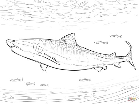 realistic tiger shark coloring page  printable coloring pages