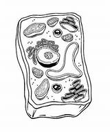 Cell Plant Cells Chapter sketch template
