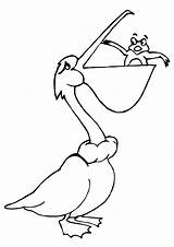 Pelican Coloring Pages sketch template