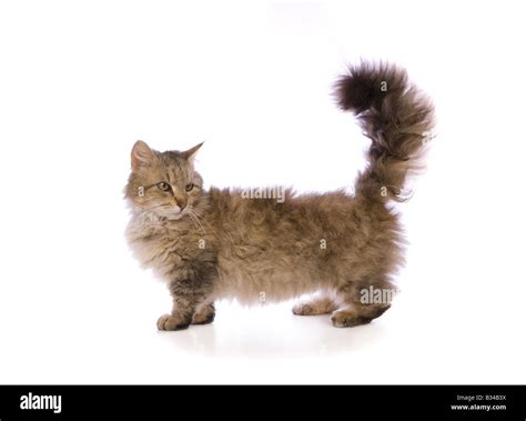 cute skookum cat isolated  white background stock photo alamy