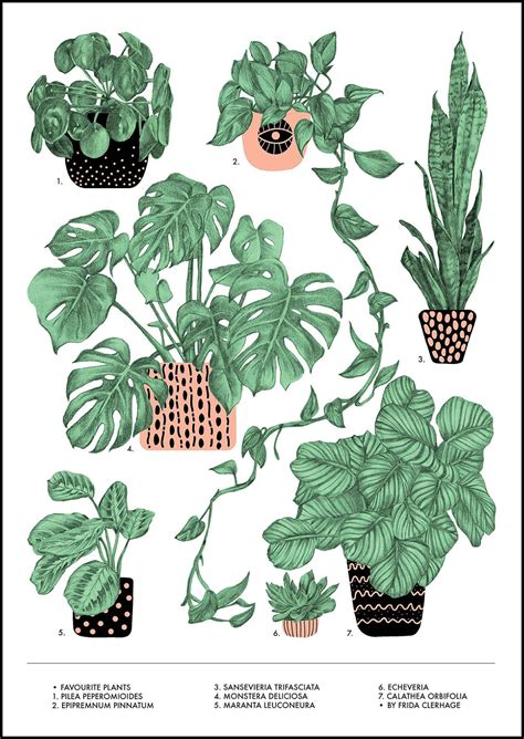 fridaclerhage favourite plants plant sketches plant doodle plant drawing