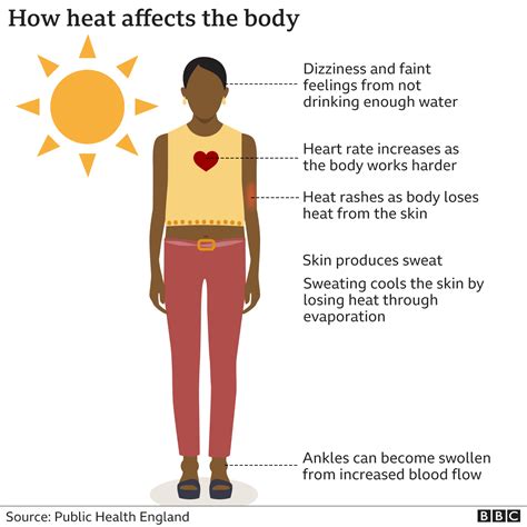 heatwaves       body     risk bbc news