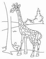 Jerapah Mewarnai Binatang Hewan Kebun Menggambar Diwarnai Mewarna Anak Hitam Pola Warna Sketsa Belajar Tk Contoh Tumbuhan Animasi Tren Gaya sketch template