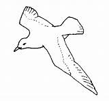 Gaviota Gabbiano Pintar Mouette Seagull Facil Gavina Pajaro Dibuixos Dibuix Acolore Iluminar Settembre Uccelli Colorier Animali Pitturato sketch template