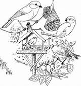 Vogels Roodborstje Pimpelmees Voederplank Kleuren Tekening Koolmees Voeren Natuur Mandala Scheiden Suche Groenling Vogelhuisje Kiezen Afb Doodle Natuurkunde sketch template