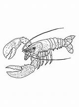 Lobster Hummer Maine Kreeft Spiny Aragosta Kleurplaat Lobsters Stampare Kreeften Kleurplaten Amerikanischer Malvorlage Designlooter Wikiclipart Stimmen Stemmen Idees Marini sketch template