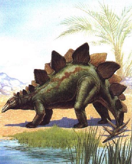 stegosaurus dinosaur  information dinosaur gallery