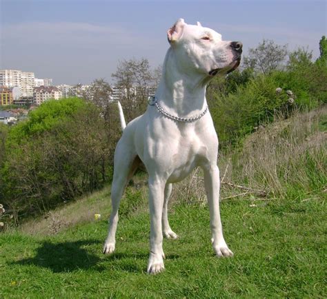 argentine dogo dogs breeds pets