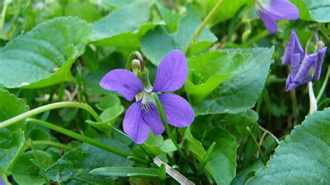 Wild Violet Nc State Extension