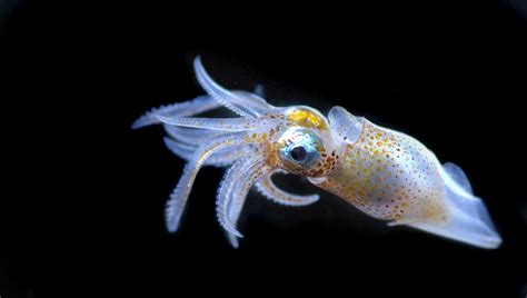the ocean s beautiful hidden world of plankton revealed iflscience