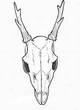 Skull Drawing Deer Easy Side Animal Drawings Mule Skulls Horns Tattoos Line Getdrawings Tattoo Coloring Roe Paintingvalley Pages Clipartxtras sketch template