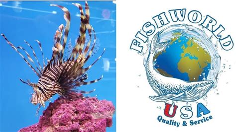 fish world     fishworld usa beautiful fish lfs