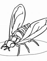 Hoverfly Coloring Designlooter Hoverflies 41kb 1275 sketch template
