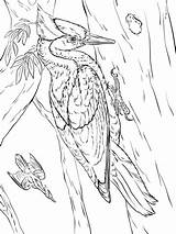 Carpintero Pajaro Billed Ivory Picchio Woodpeckers Colorare Aves Woodpecker Supercoloring Horse Picchiarello Extinct Tutorials Becco Avorio Pajaros Birds sketch template