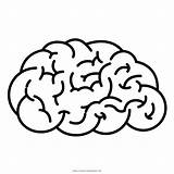 Cerebro Cervello Dibujo Ausmalbilder Gehirn Denken Ultracoloringpages sketch template