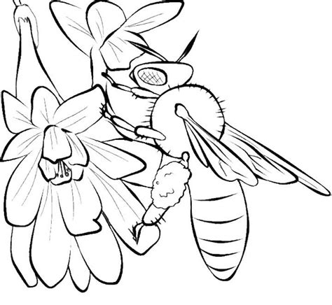 bee  flower coloring pages bee coloring pages  coloring