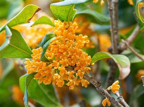 osmanthus pure absolute ml plant extracts uk