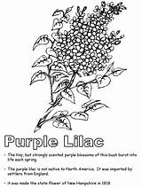 Lilac Purple Flower Hampshire Geography Ws Kidzone Newhampshire Usa sketch template