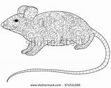 Coloring Rodent Rat Designlooter Stress Adults Anti Animal Illustration Vector Adult Book 25kb 358px sketch template