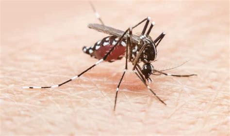 dengue fever symptoms symptoms  treatment